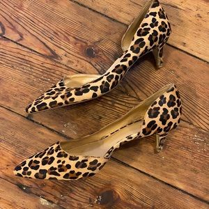 Leopard print kitten heals